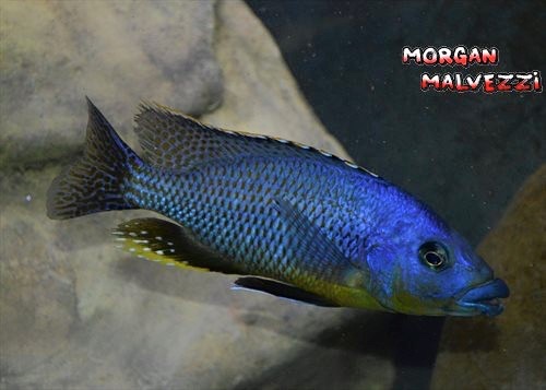 Protomelas sp. 'mbenji thick-lip' Mbenji Island